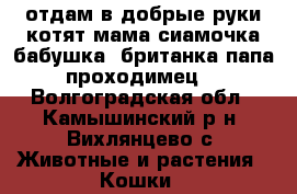 отдам в добрые руки котят.мама-сиамочка,бабушка -британка,папа-проходимец  - Волгоградская обл., Камышинский р-н, Вихлянцево с. Животные и растения » Кошки   